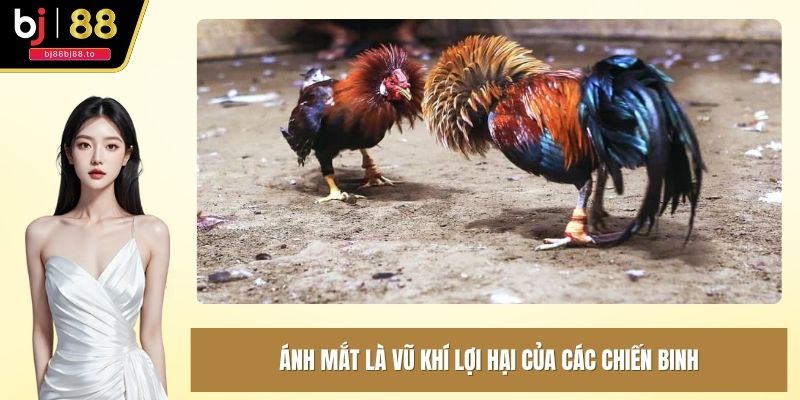 Ánh mắt là vũ khí lợi hại của các chiến binh