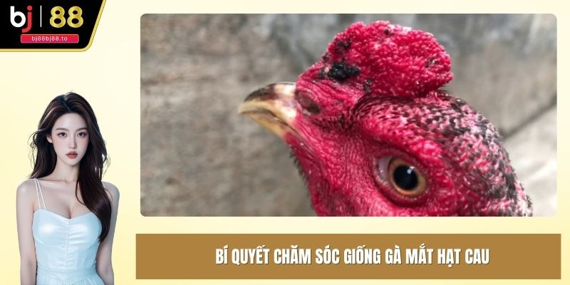 Bí quyết chăm sóc giống gà mắt hạt cau