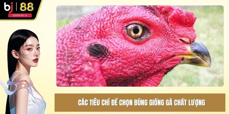 Các tiêu chí để chọn đúng giống gà chất lượng