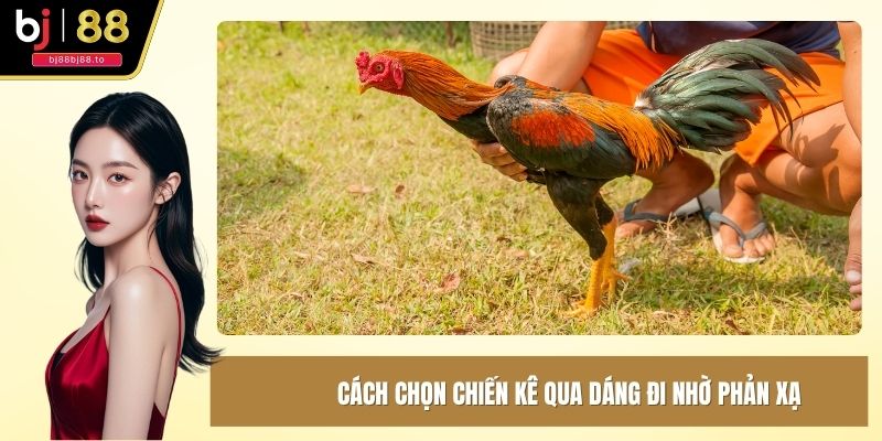 Cách chọn chiến kê qua dáng đi nhờ phản xạ