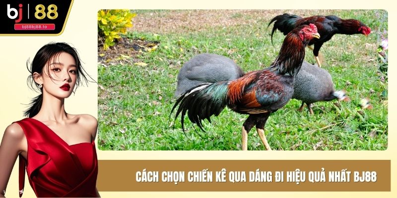 cách chọn chiến kê qua dáng đi