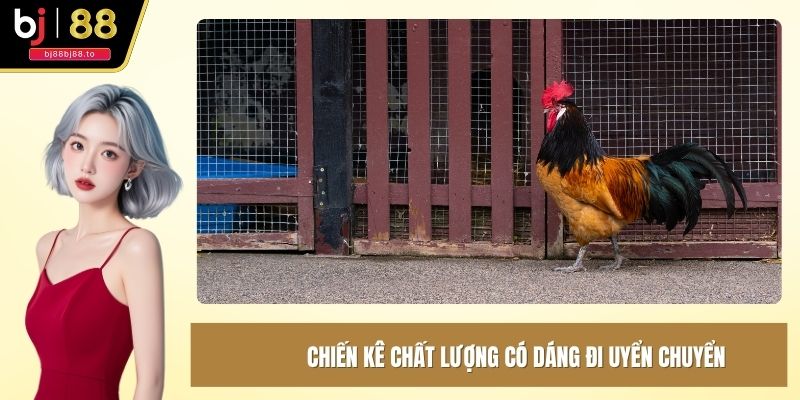 Chiến kê chất lượng có dáng đi uyển chuyển