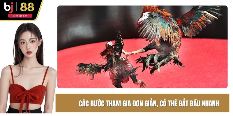 Chơi cược chọi kê chỉ cần vài bước đơn giản