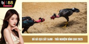 Đá gà cựa sắt BJ88