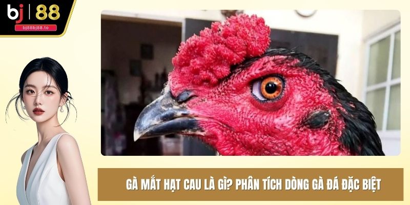 Gà mắt hạt cau là gì