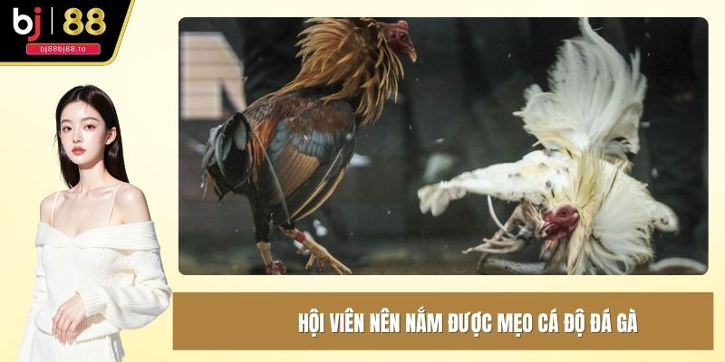 Hội viên nên nắm được mẹo cá độ đá gà