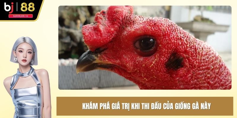 Khám phá giá trị khi thi đấu của giống gà này