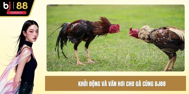 Khởi động và vần hơi cho gà cùng BJ88