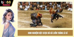 Kinh nghiệm đặt cược đá gà luôn thắng