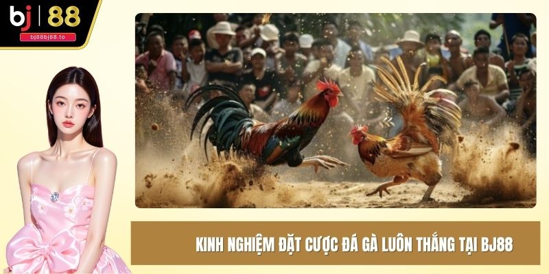 Kinh nghiệm đặt cược đá gà luôn thắng là biết phân tích bảng kèo