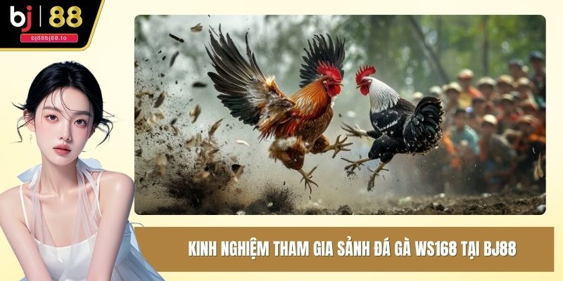 Kinh nghiệm tham gia sảnh đá gà WS168 tại BJ88