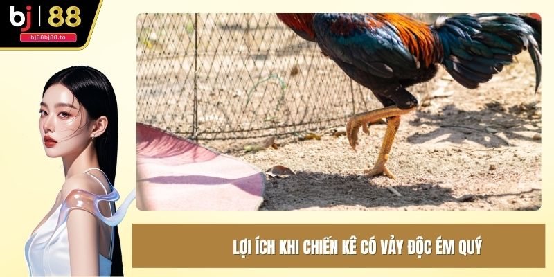 Lợi ích khi chiến kê có vảy độc ém quý