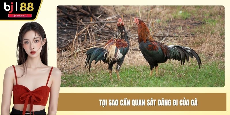 Tại sao cần quan sát dáng đi của gà