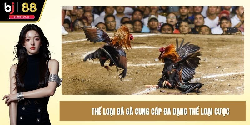 Thể loại đá gà cung cấp đa dạng thể loại cược