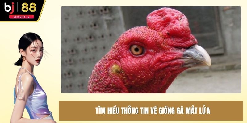 Tìm hiểu thông tin về giống gà mắt lửa