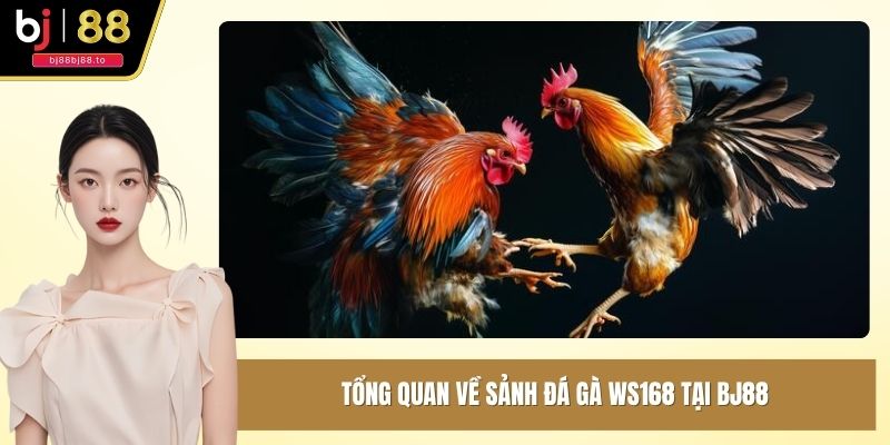 Tổng quan về sảnh đá gà WS168 tại BJ88