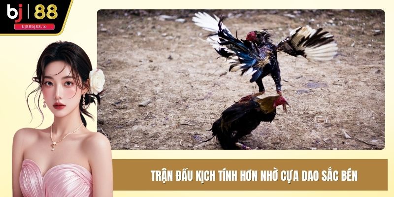 Trận đấu kịch tính hơn nhờ cựa dao sắc bén