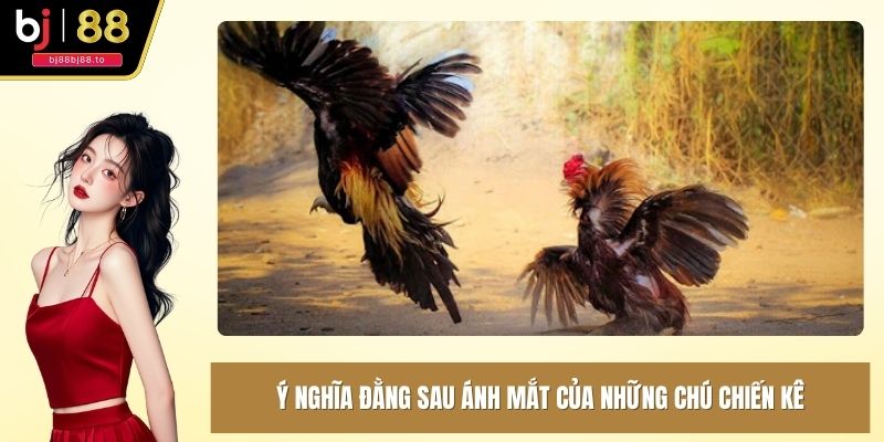 Ý nghĩa đằng sau ánh mắt của những chú chiến kê